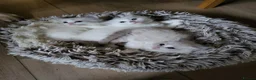 Ragdoll cats for sale: Beautiful calm and confident Ragdoll kittens - Advert 2