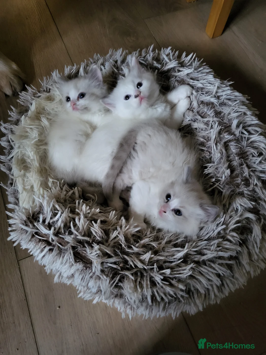 Ragdoll cats for sale: Beautiful calm and confident Ragdoll kittens - Advert 2