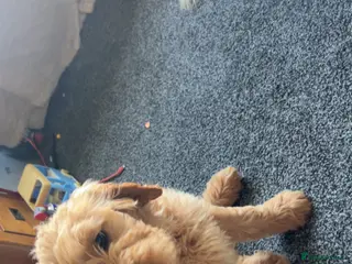 Goldendoodle dogs F1 golden doodle fully vaccinated Friday. - Advert 5