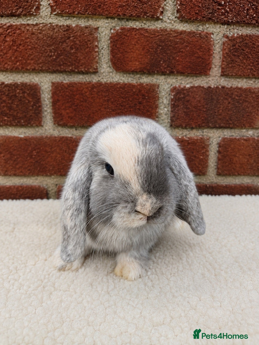 Mini Lop rabbits Pure breed mini lop  - Advert 2