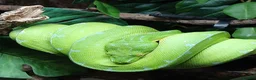 Python Snake reptiles for sale: Manokwari green tree python  - Advert 5