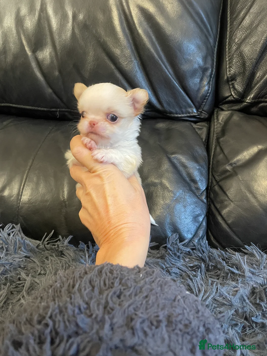 Chihuahua dogs for sale: Gorgeous  little  Longcoat Boy Kc 🌟🌟🌟🌟🌟 - Advert 31