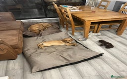 Labrador Retriever dogs for sale: Ready to leave! Beautiful KC Fox Red Labrador Girl - Image 1
