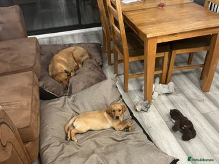 Labrador Retriever dogs - Advert 17