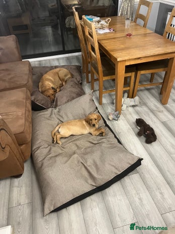 Labrador Retriever dogs - Advert 3