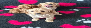 Cavapoo Puppy 5