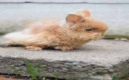 Mixed Breed rabbits for sale: Angora x Lionhead Female Looking For Home  - Image 4