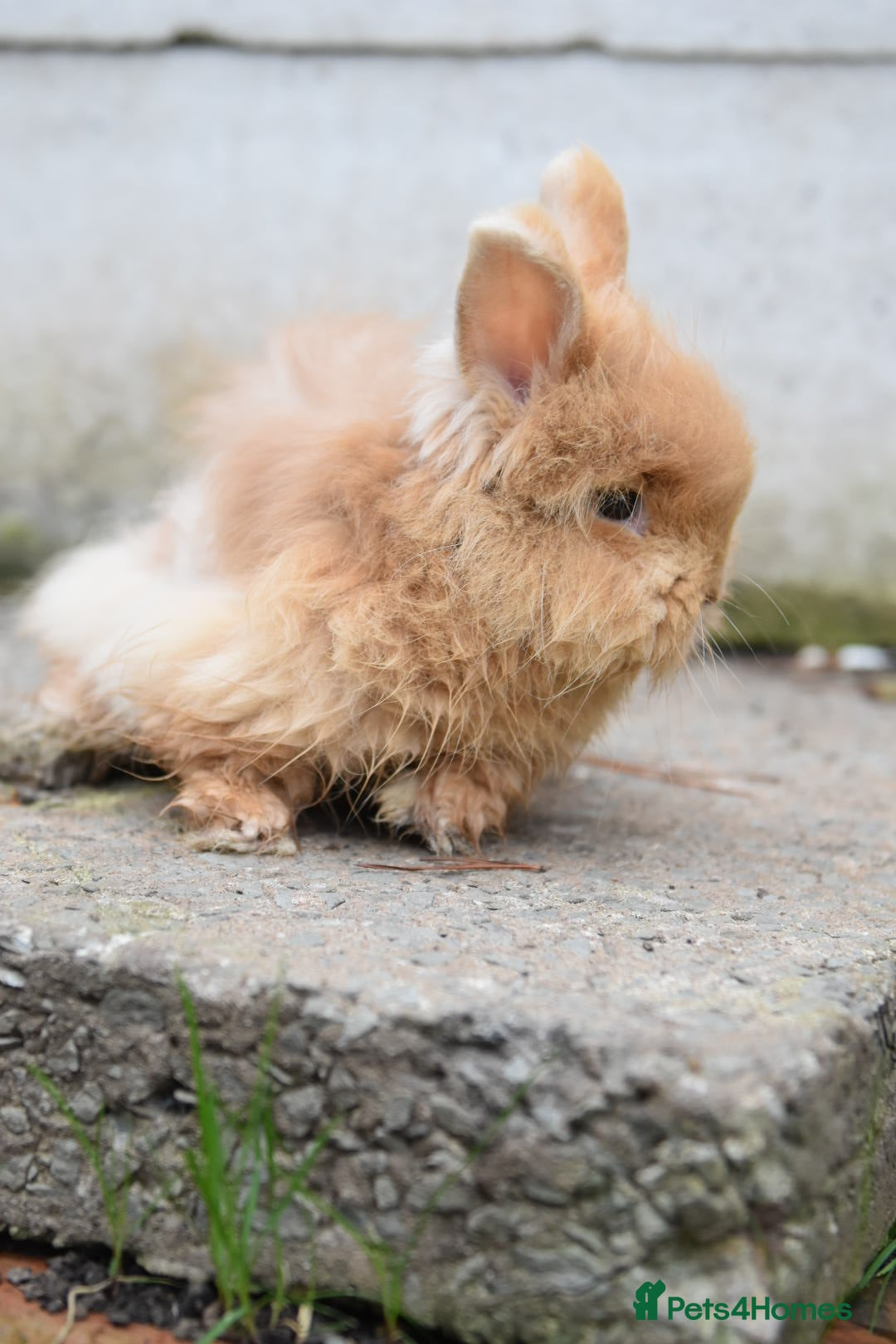 Mixed Breed rabbits for sale: Angora x Lionhead Female Looking For Home  - Image 4