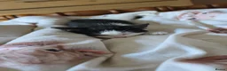 Domestic Shorthair cats for sale: Fluffy kittens - Advert 17