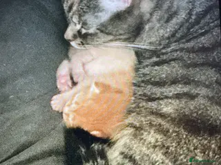 British Shorthair cats Beautiful Ginger Kitten for sale - Advert 1