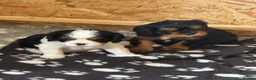 Cavalier King Charles Spaniel dogs for sale: Cavalier King Charles Spaniel Puppies - Advert 10