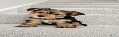 Yorkshire Terrier 3
