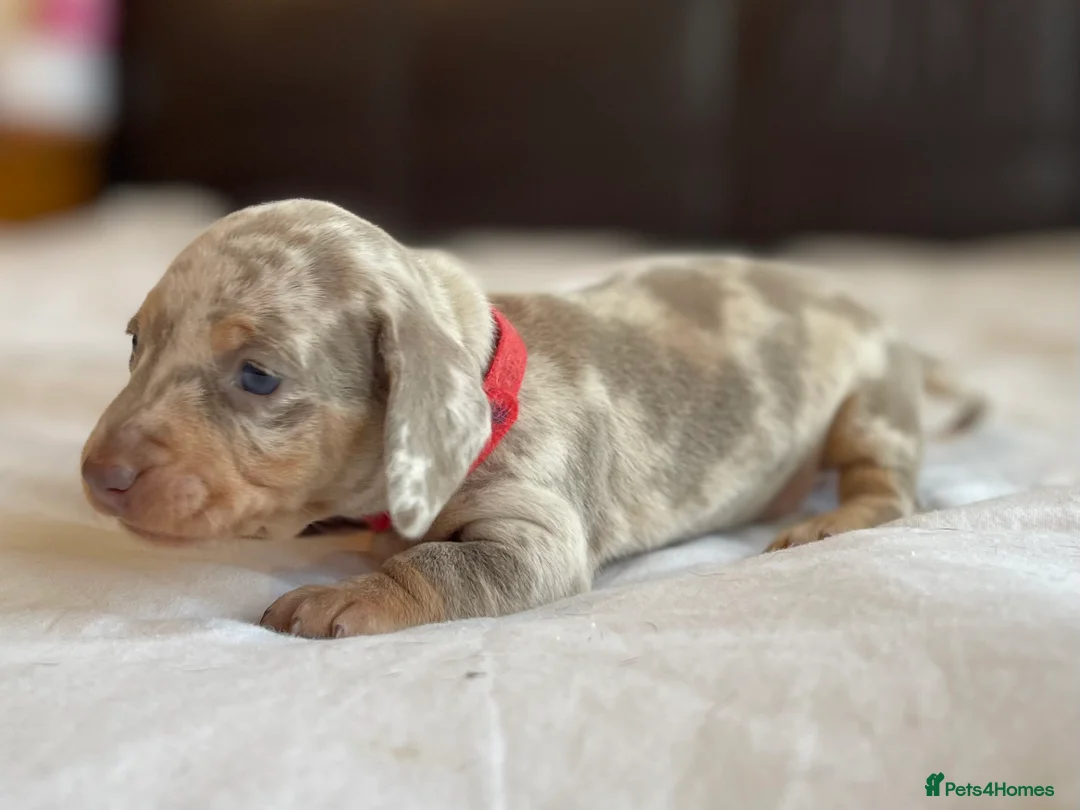 Miniature Dachshund dogs for sale: Tiny Chunky Miniature Dachshund  - Advert 3