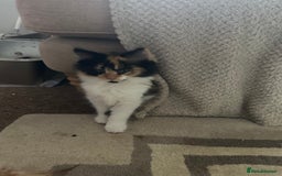 Norwegian Forest Cat cats for sale: Half Norwegian Forest Kittens  - Image 3