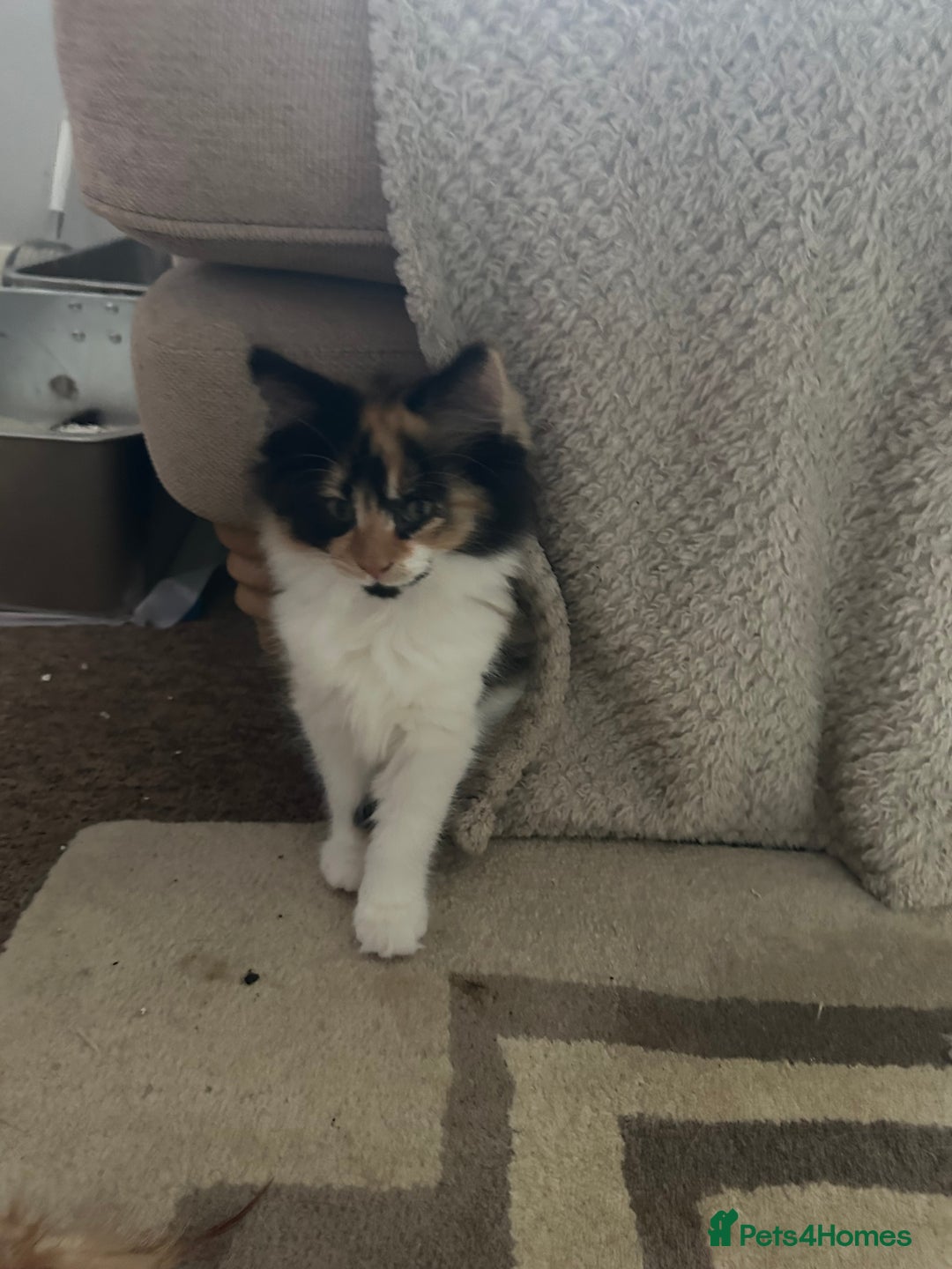 Norwegian Forest Cat cats for sale: Half Norwegian Forest Kittens  - Image 3
