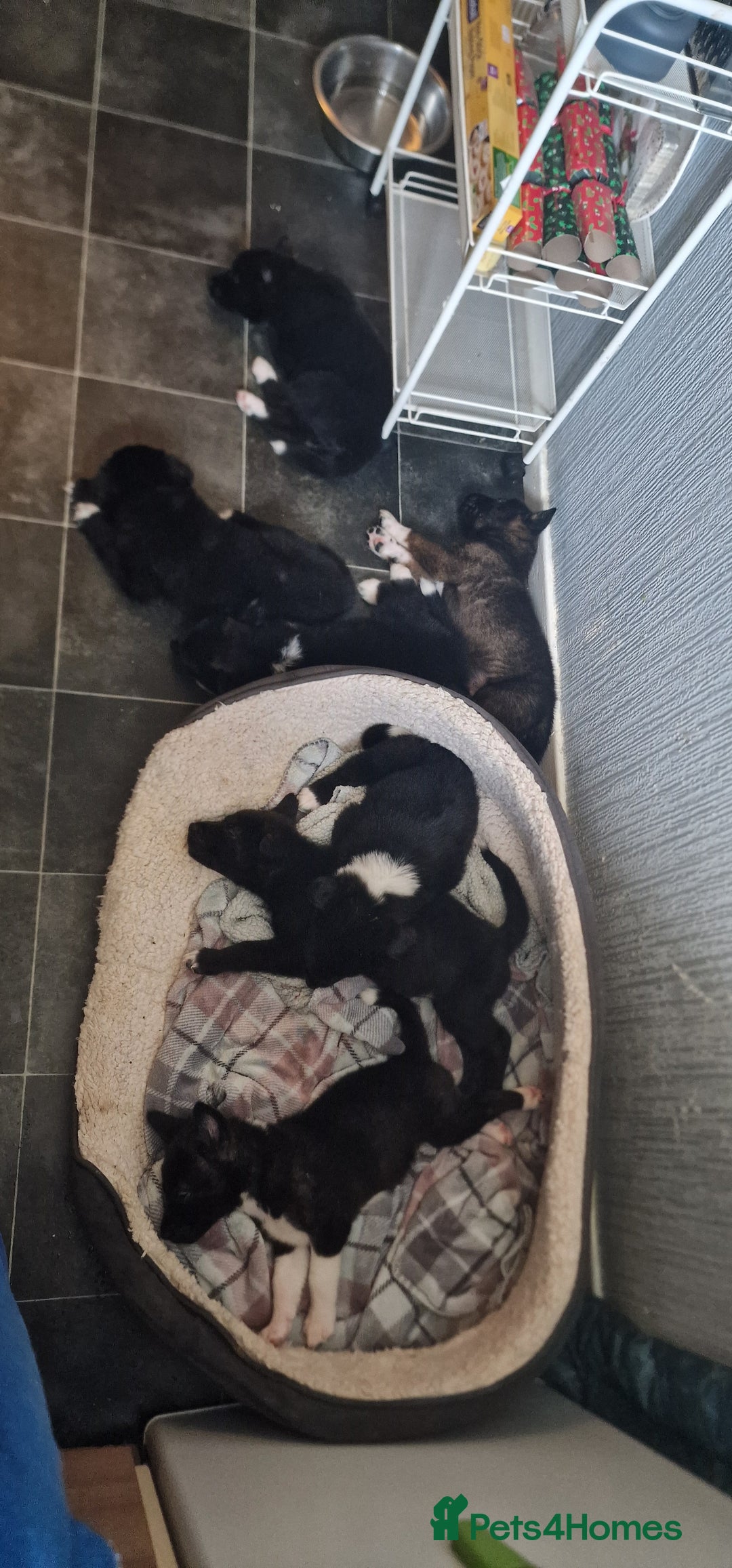 Mixed Breed dogs for sale: Chunky Akita/Huskita mix puppies - Advert 6