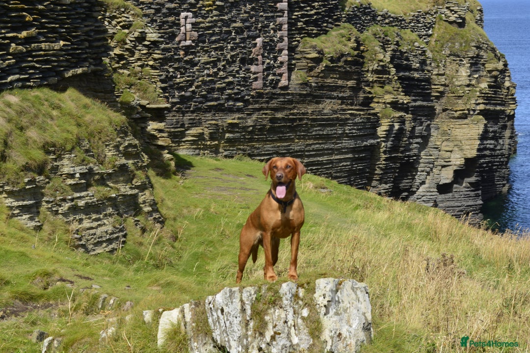 Labrador Retriever dogs for sale: ✨ Stunning 5 Male & 3 Female Fox Red Lab Puppies - Advert 15