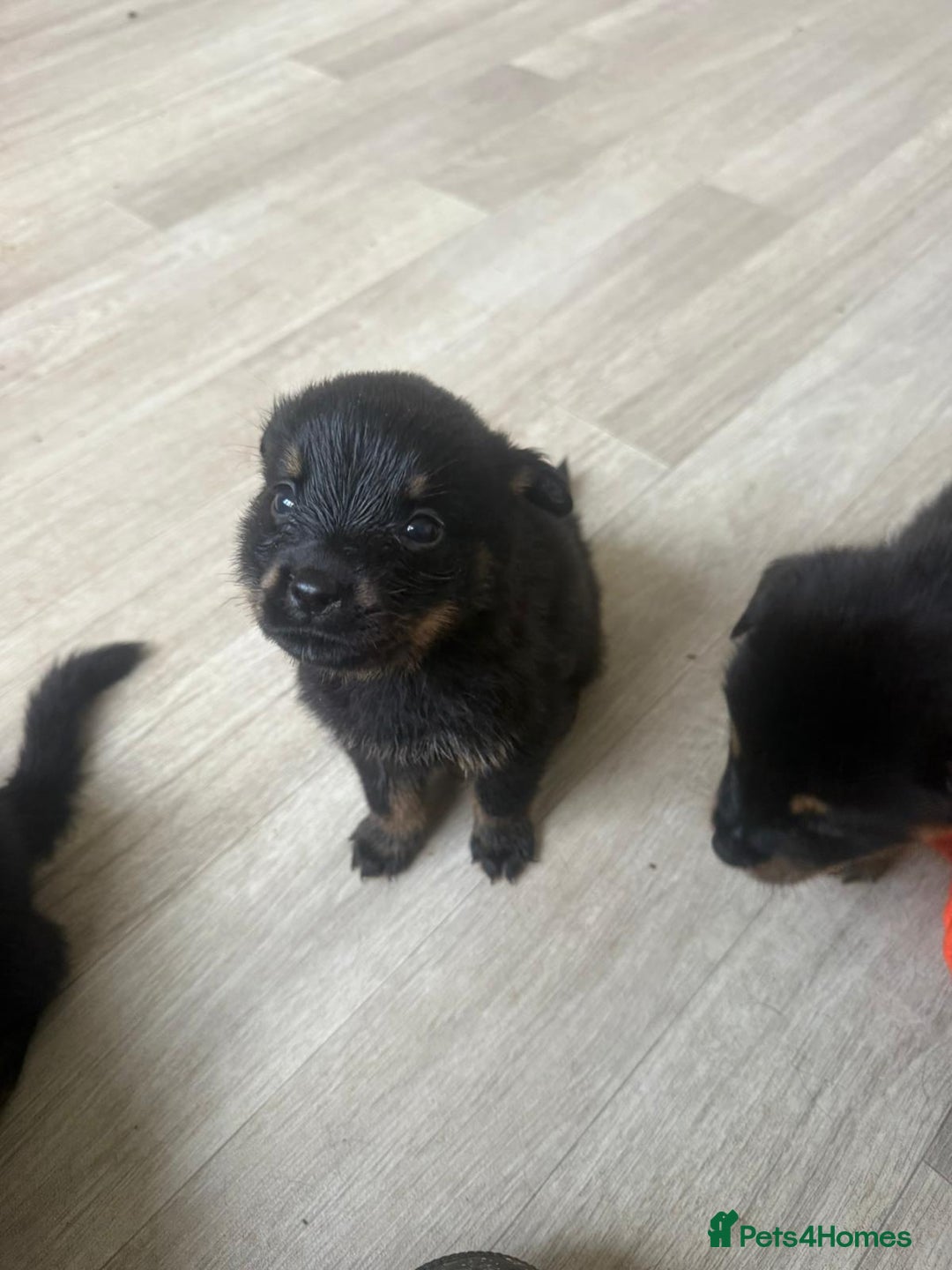 Mixed Breed dogs for sale: German Shepherd/Rottweiler  - Advert 5