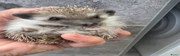 Pygmy Hedgehog rodents for sale: 8wk old APH babies various masks/ colours  - Advert 6