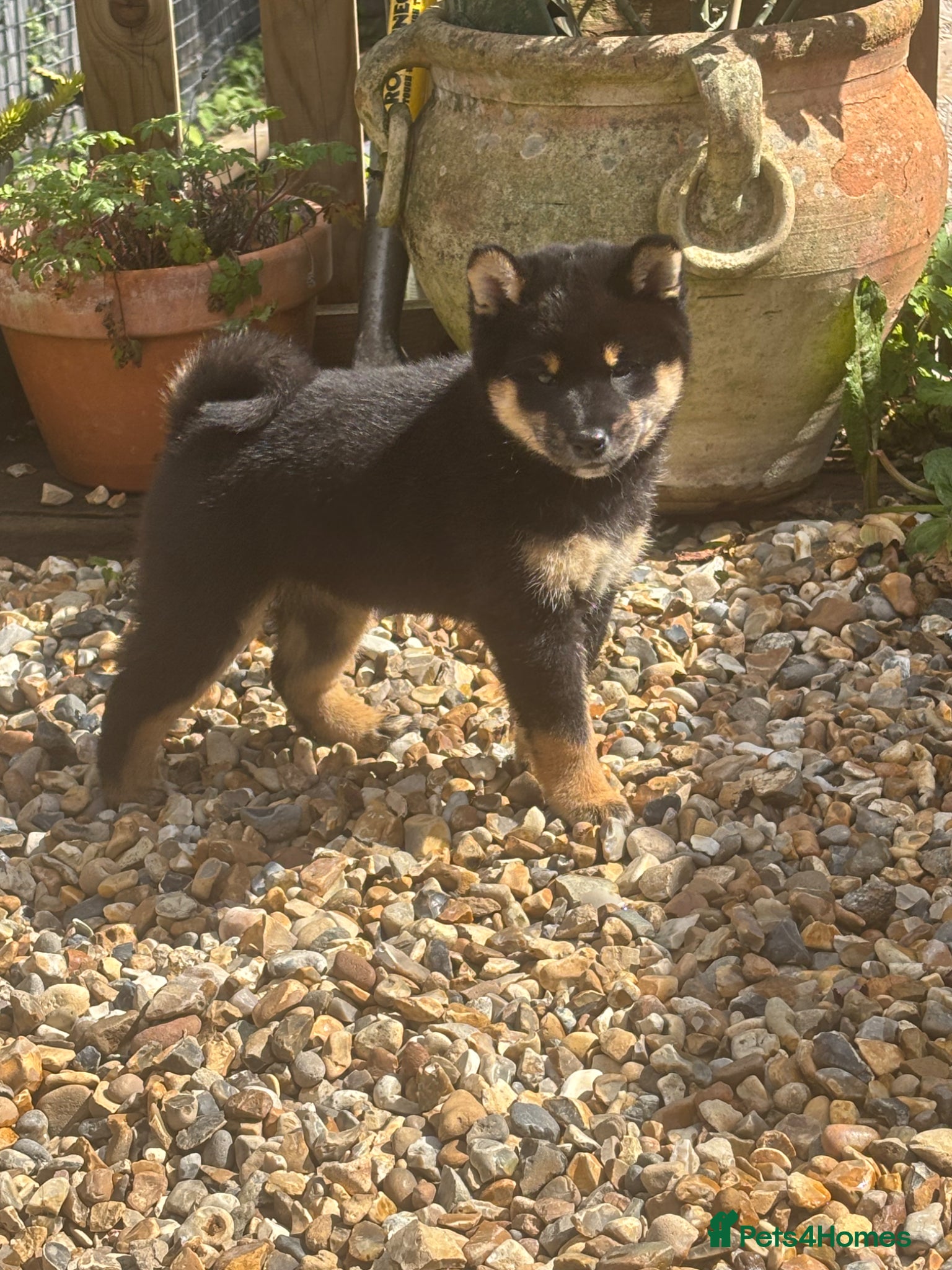 Japanese Shiba Inu dogs KC registered champion line Shiba Inu puppies  - Advert 2