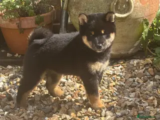 Japanese Shiba Inu dogs KC registered champion line Shiba Inu puppies - Advert 2