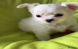 Chihuahua dogs for sale: READY 📣BEAUTIFUL LONG COAT CHIHUAHUA PUPPIES 🐶 - Image 7