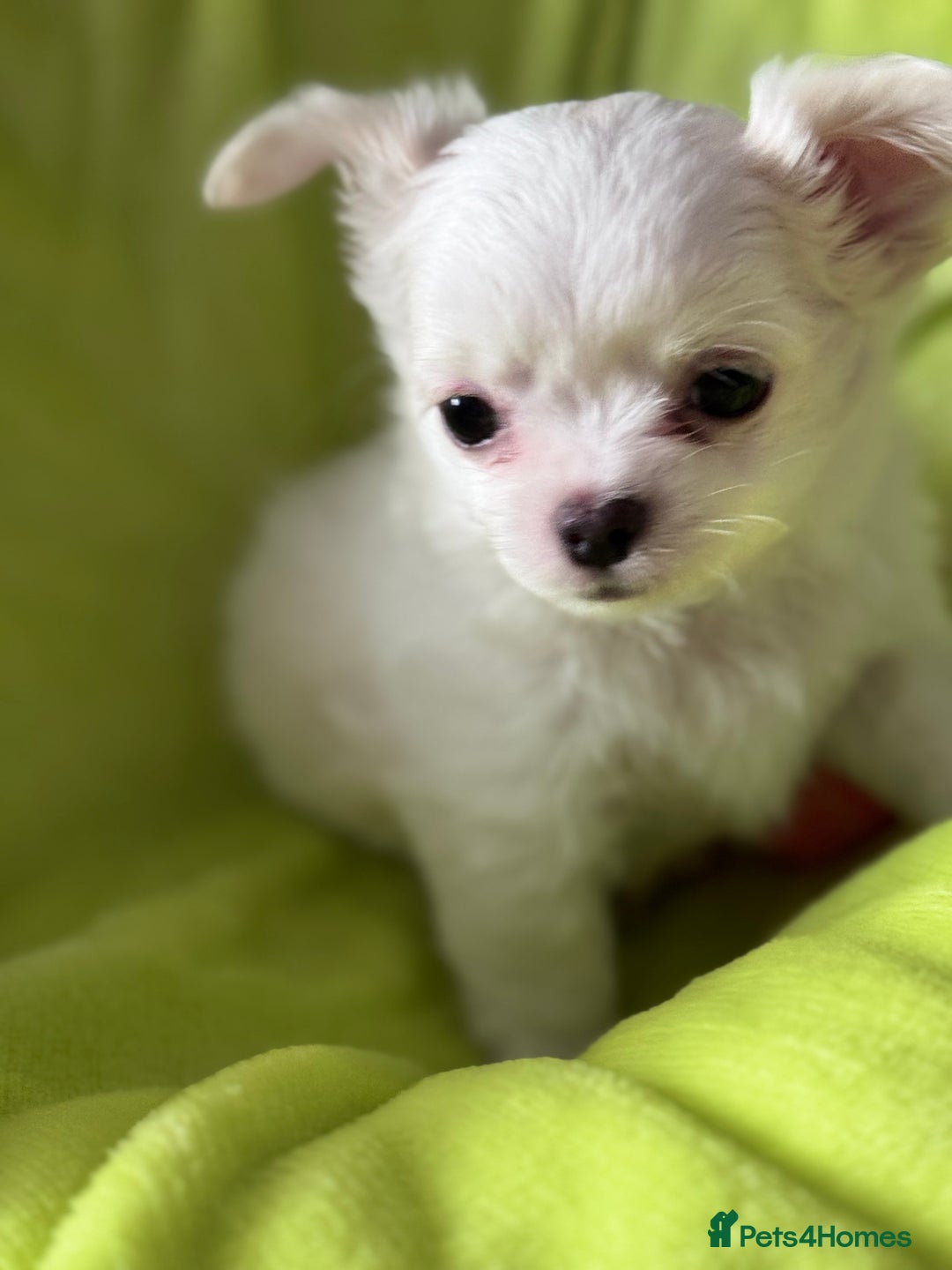 Chihuahua dogs for sale: READY 📣BEAUTIFUL LONG COAT CHIHUAHUA PUPPIES 🐶 - Image 7