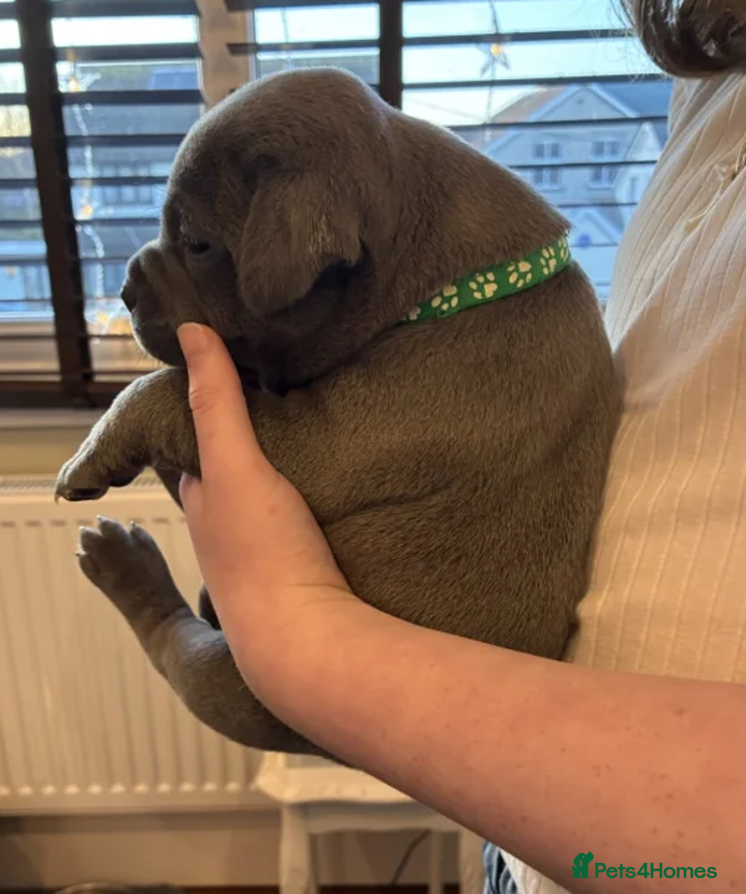 Staffordshire Bull Terrier dogs for sale: Classic Staffy Looks, Softest Hearts - Advert 4