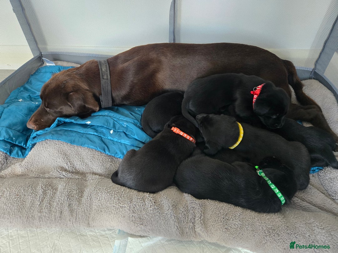 Labrador Retriever dogs for sale: Black and chocolate labrador puppies - Image 18