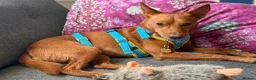 Mixed Breed dogs for adoption: Rusty - Podenco cross  in Waltham Cross - Advert 4