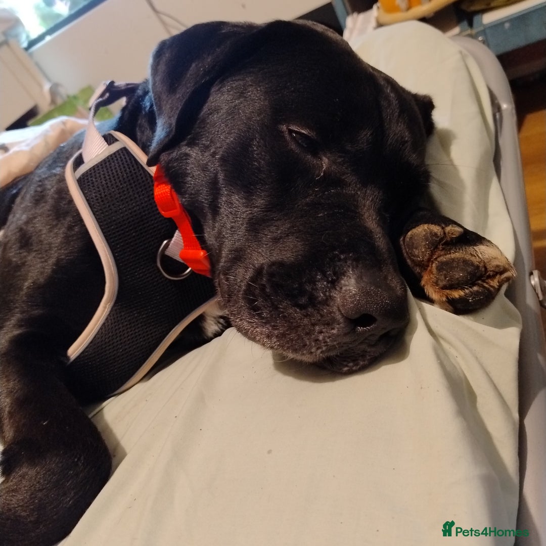 Mixed Breed dogs for sale: Loving Labrador cross for forever home  - Image 1