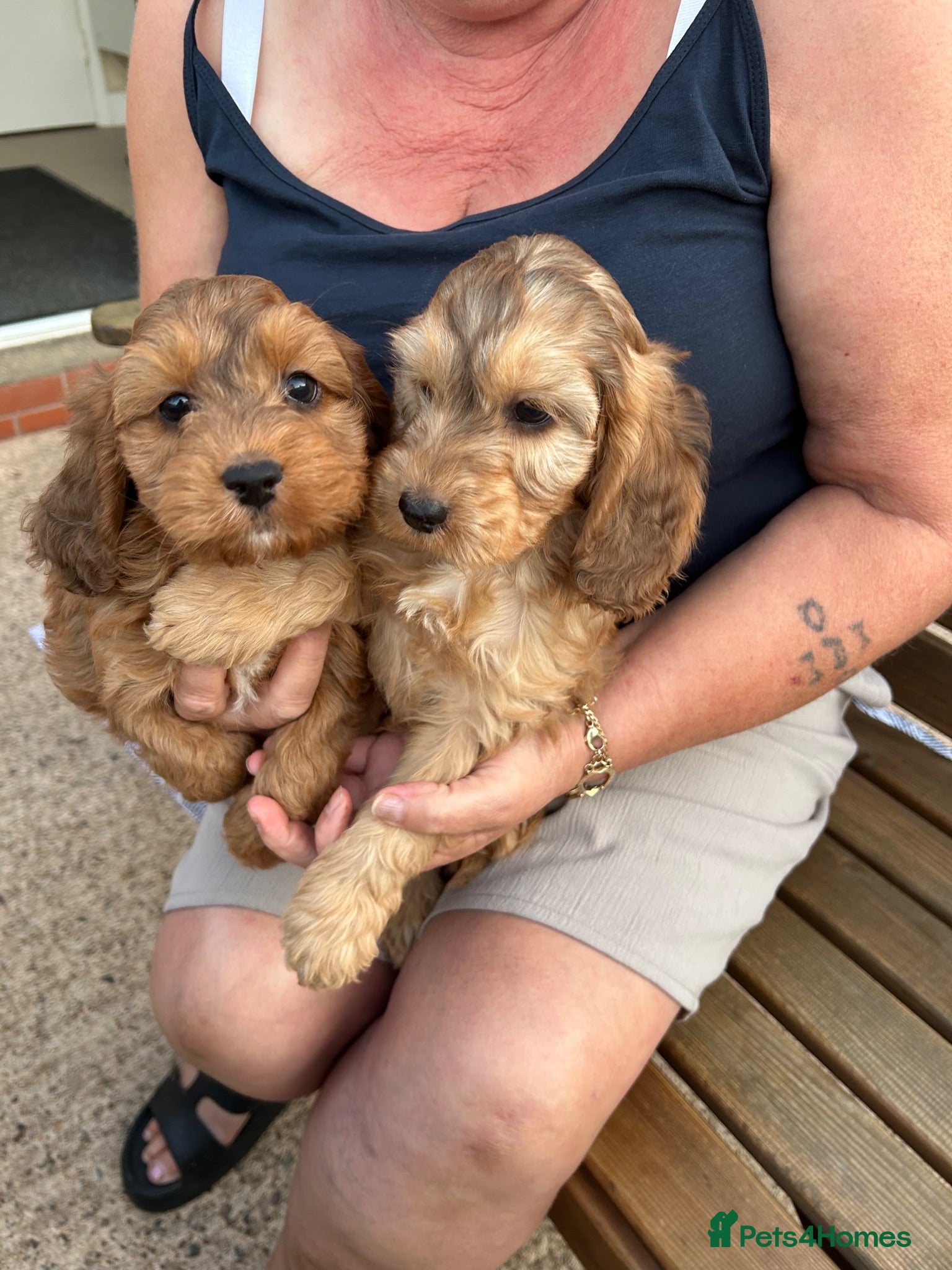 Cockapoo dogs Cockapoo 3 available  - Advert 11