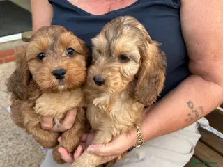 Cockapoo dogs Cockapoo 3 available - Advert 15