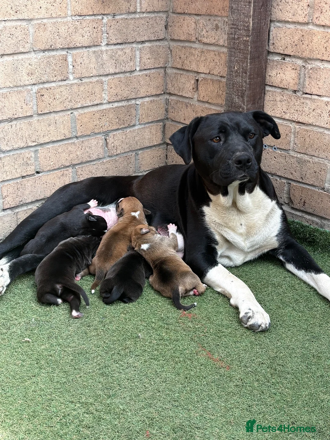 Staffordshire Bull Terrier dogs for sale: Staffy in Rotherham - Advert 1
