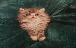 Persian cats for sale: Stuning Persian Girl - Image 1