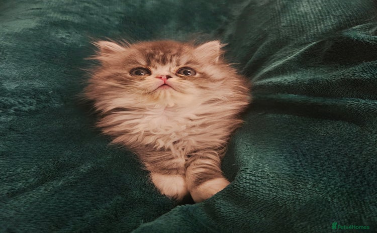Persian cats - Advert 2