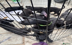 German Shepherd dogs for sale: Beautiful Black German Shepherd Puppies - Image 16