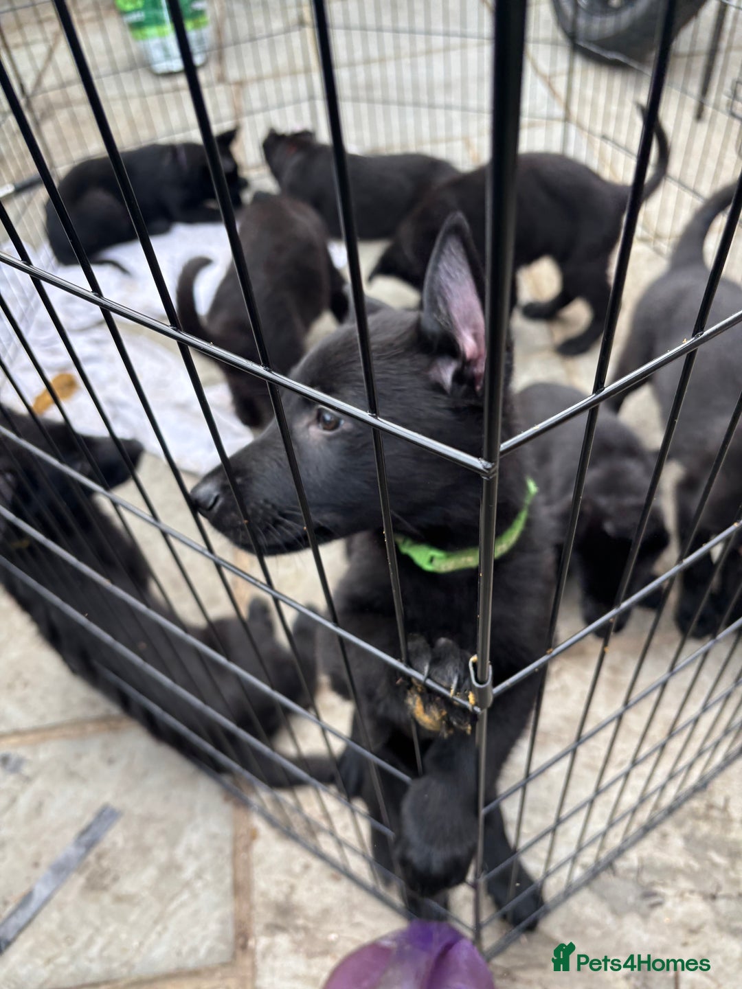 German Shepherd dogs for sale: Beautiful Black German Shepherd Puppies - Image 16