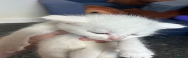 Turkish Angora 5
