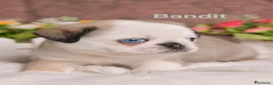 Bandit