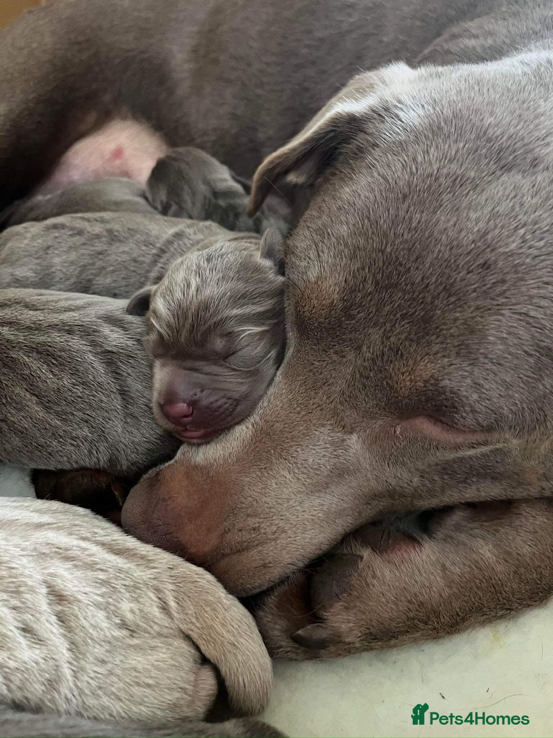 Labrador Retriever dogs for sale: Silver Labrador puppy’s  - Image 2