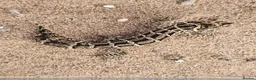 Gecko reptiles for sale: 2 female viper geckos + full setup in London - Advert 3