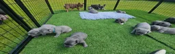 French Bulldog dogs for sale: Exceptional KC French Bulldog Puppies - Advert 13