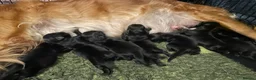Goldador dogs for sale: Extensively health tested Goldador 5⭐️ homebreeder - Advert 12