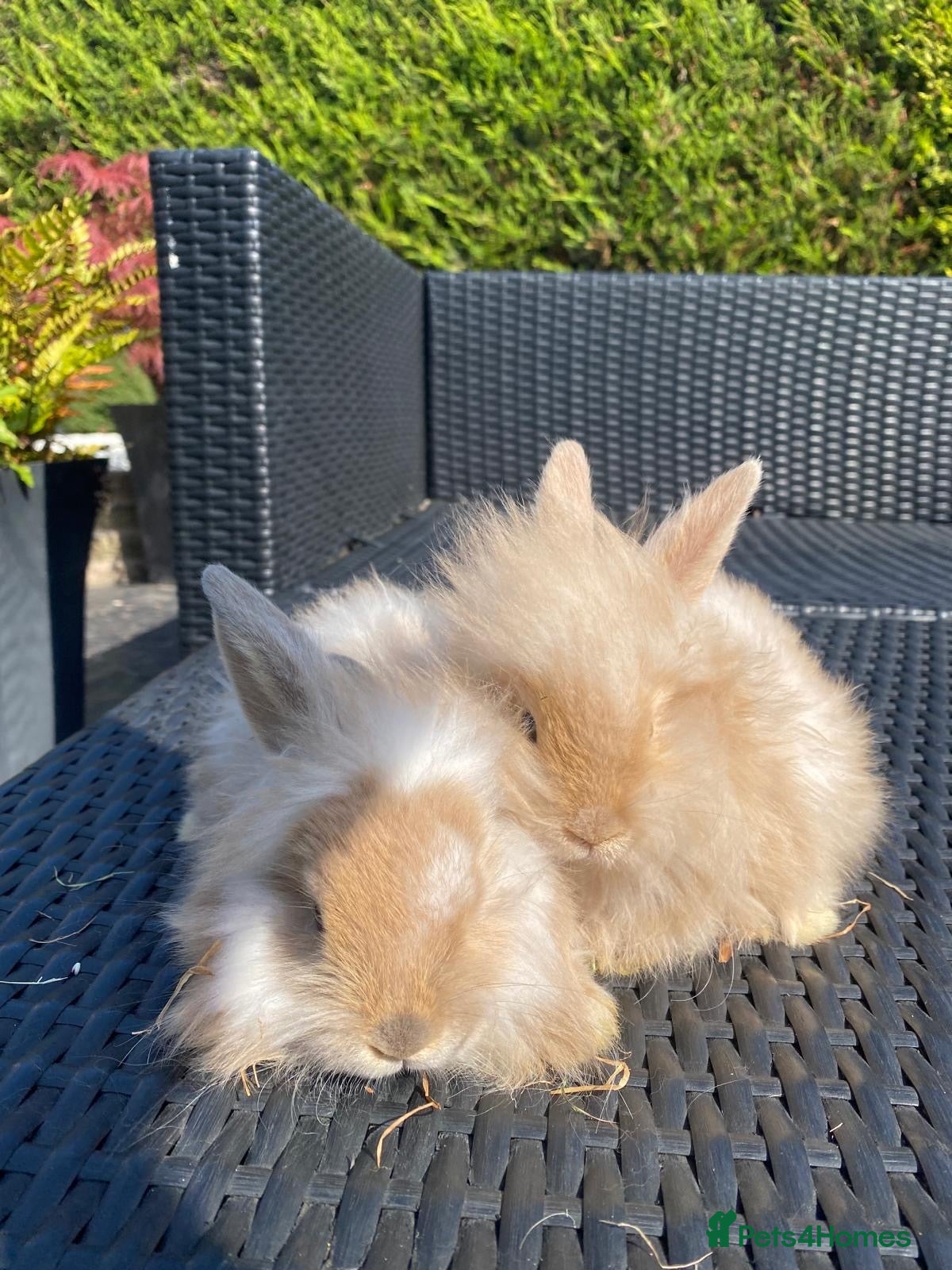 Angora rabbits Mixed, angora and a Teddywidder £70 - Advert 2