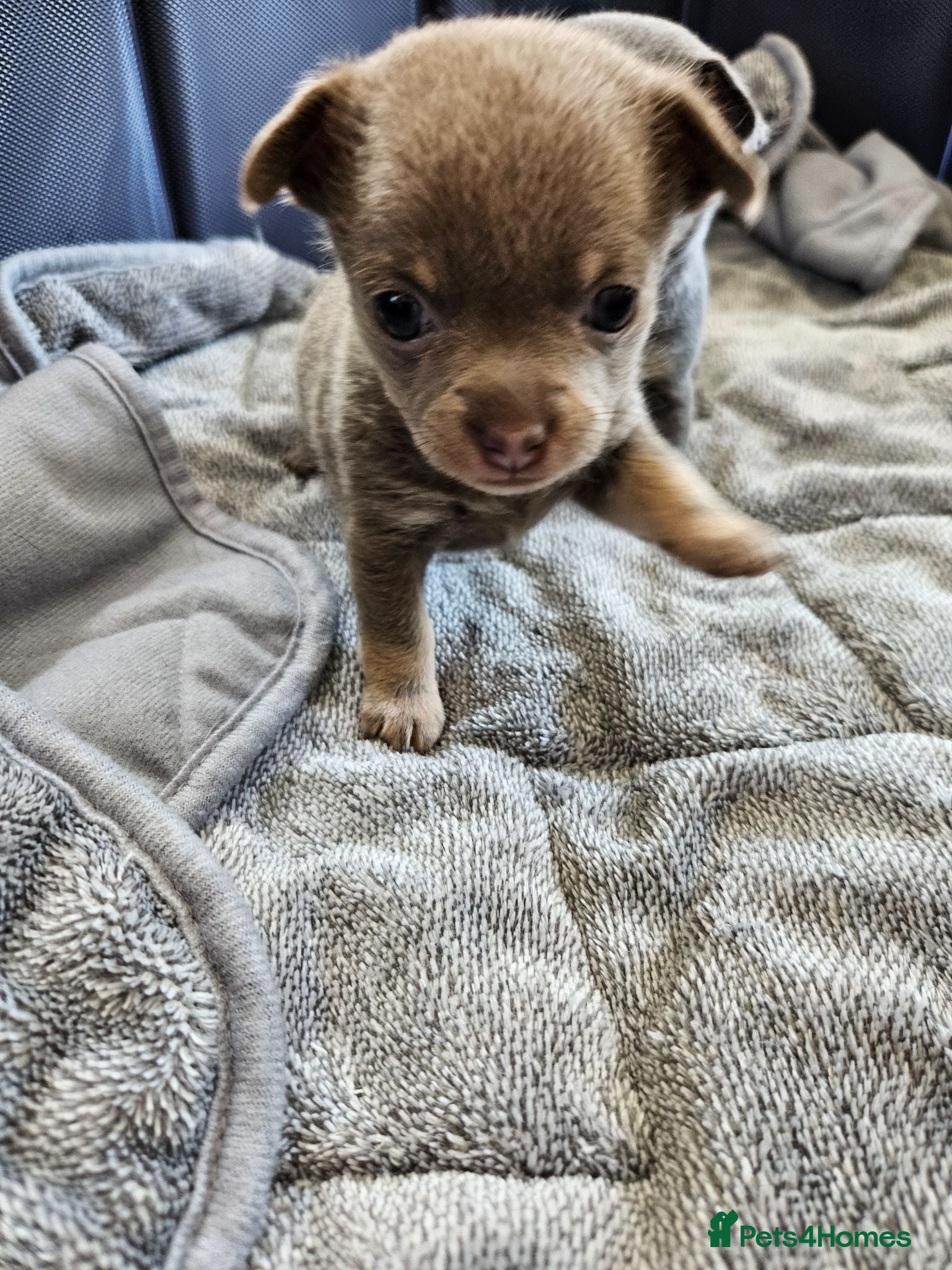 Chihuahua dogs Five Smoothcoat Chihuahua puppies for sale - Advert 2