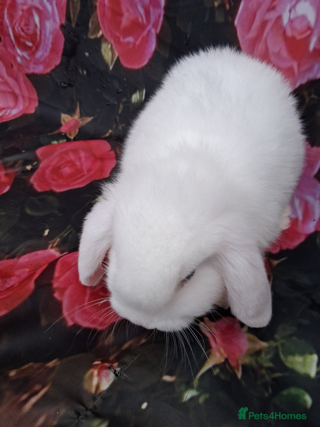 Mini Lop rabbits for sale: Mini lop rabbits - Advert 4