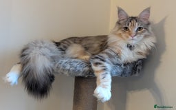 Maine Coon cats for sale: Beautiful Female Maine Coon Sisters 18 months old - Advert 6