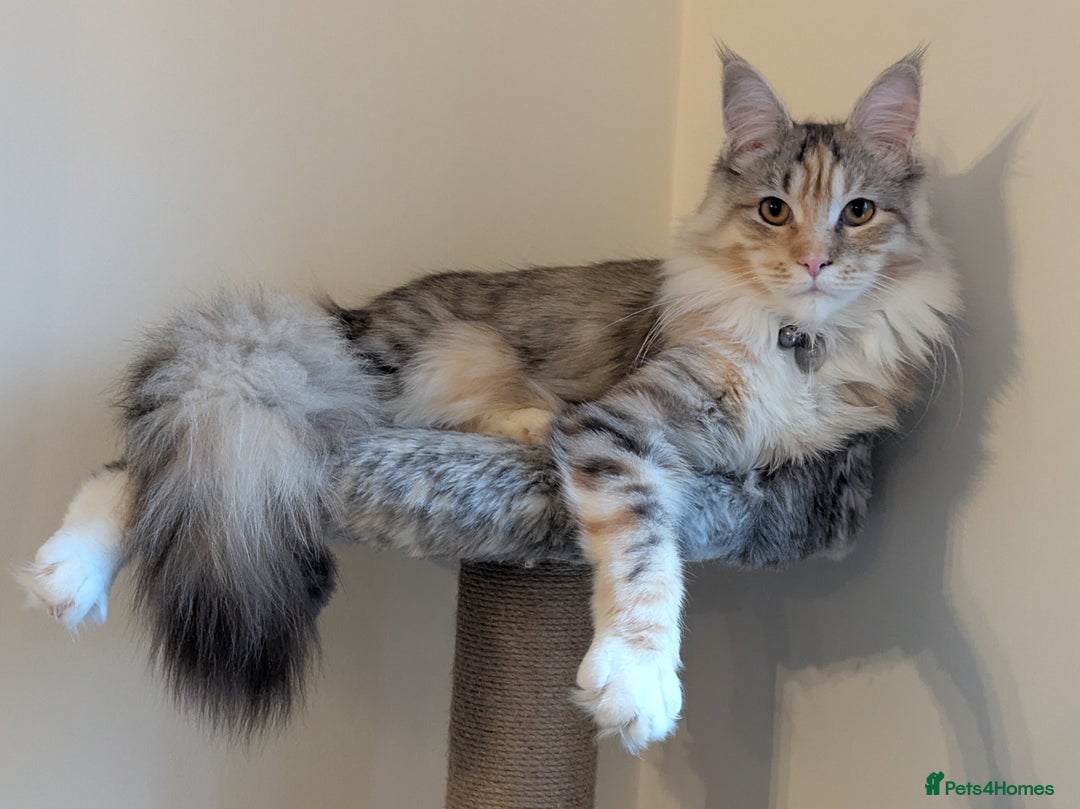 Maine Coon cats for sale: Beautiful Female Maine Coon Sisters 18 months old - Advert 6