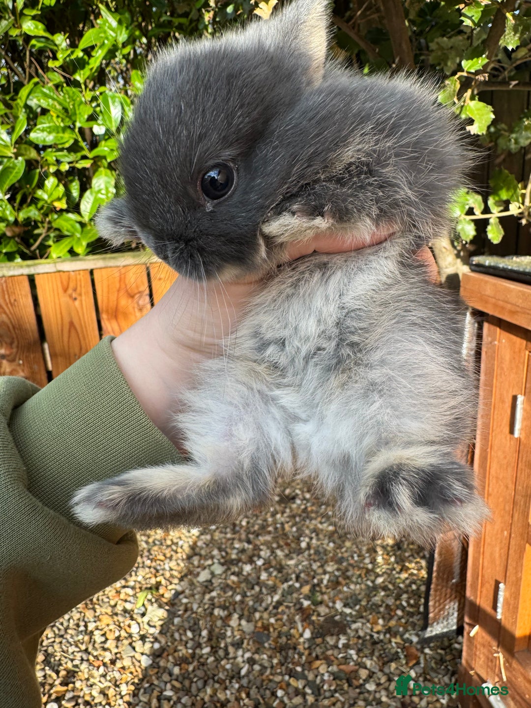 Netherland Dwarf rabbits for sale: Netherland dewarfs, ready to leave in 6 weeks  - Image 3